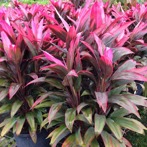 Cordyline 'Toucan' Dracena Plant, Florida Plants Landscaping, Florida Flowers, Florida Landscaping, Florida Plants, Dracaena Plant, Tropical Backyard, Florida Gardening, Red Plants