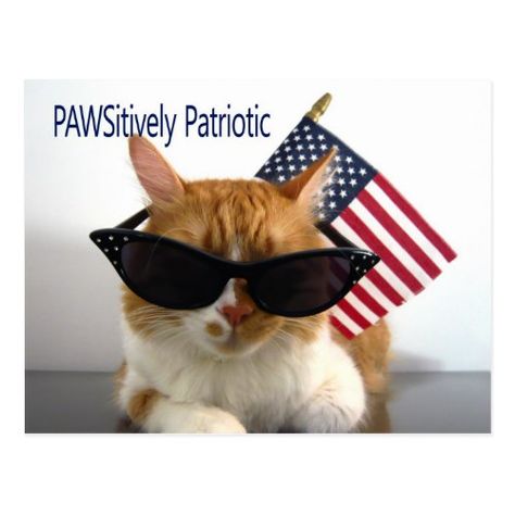 PAWSitively Patriotic Cat Postcard Cat Sympathy, Orange And White Cat, Patriotic Cat, Happy Presidents Day, Pet Sympathy Cards, Patriotic Dog, Memorial Poems, Angel Cat, Pet Sympathy