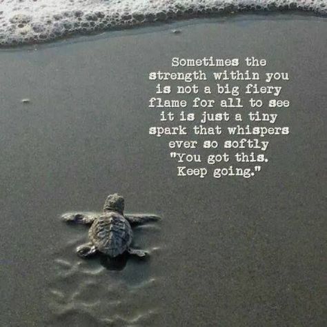 Giving Up Quotes, Giving Up On Life, Throw In The Towel, Strong Quotes, Don't Give Up, Keep Going, Way Of Life, Sea Turtle, Meaningful Quotes