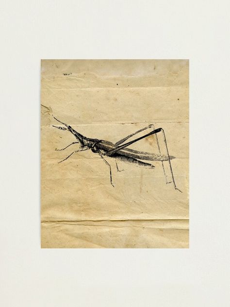 "Cricket Insect Vintage Black and White Illustration | Forest Wildlife Cricket Insect" Photographic Print by Pastouch | Redbubble Cricket Insect, Illustration Forest, Forest Wildlife, Forest And Wildlife, Animal Art Prints, Vintage Black And White, White Illustration, Black And White Illustration, Vintage Paper