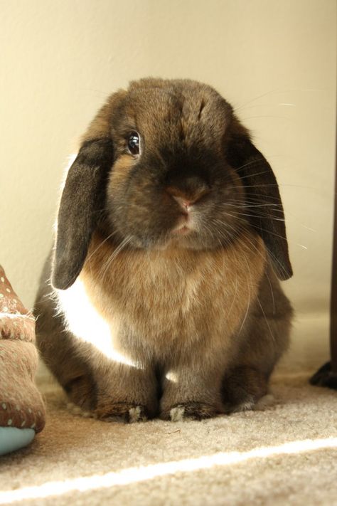 Lop bunny is so, so round - September 14, 2012 Adorable Rabbits, Lop Bunnies, Lop Eared Bunny, Daily Bunny, Holland Lop, Rabbit Care, Baby Bunnies, Cute Animal Pictures