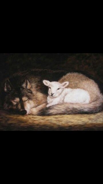 "wolves don't lose sleep on the opinion of sheep" Lambs And Wolves, Fable Books, Isaiah 65, Isaiah 11, Jesse Tree, Bible Commentary, Lion And Lamb, Peace Art, The Lamb