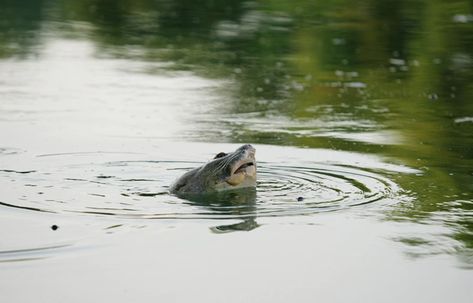 Is the Hoàn Kiếm Turtle still Out There? - Historic Mysteries Freshwater Turtles, Strong Symbol, Surviving In The Wild, Lake Trip, Extinct Animals, Unusual Animals, Animal Planet, Hanoi, Special Places