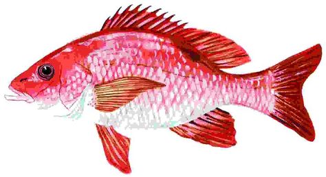 Red Snapper Fish, Snapper Fish, Fishing Art, Fish Clipart, Fish Artwork, Art Fish, Underwater Art, Red Snapper, Fish Illustration