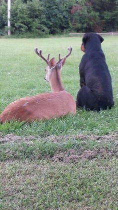 #Dogs #Puppies Animal Psychology, Unlikely Animal Friends, Animals Friendship, Rottweiler Dog, A Deer, Personal Space, Cute Animal Pictures, Sweet Animals, Funny Animal Pictures