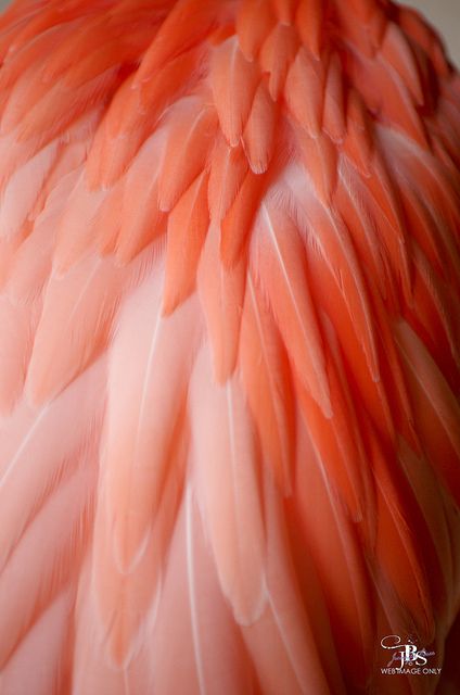 Flamingo Pictures, Flamingo Color, Peach Aesthetic, Texture Inspiration, Flamingo Art, Busch Gardens, Deco Boheme, Orange Aesthetic, Peach Fuzz