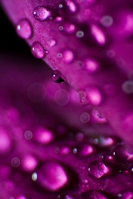 water on flower petals Magenta Aesthetic, Shades Of Magenta, Macro Flower, Color Magenta, Radiant Orchid, Purple Reign, Dew Drops, All Things Purple, Purple Violet