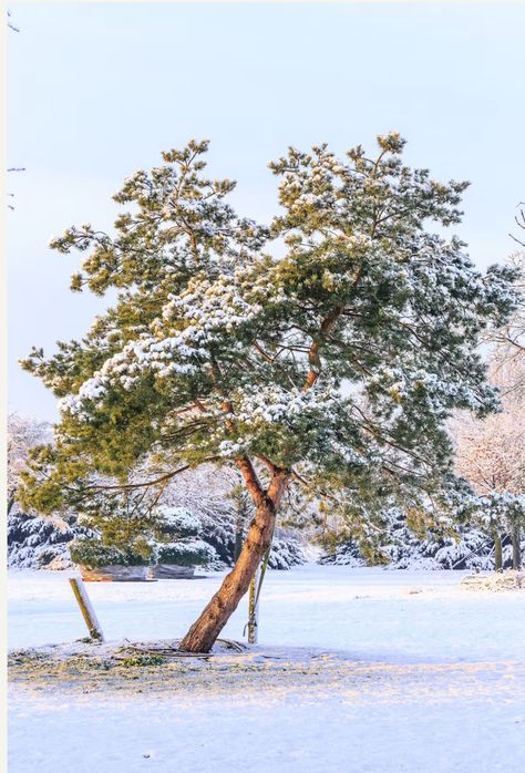 Pinus Sylvestris