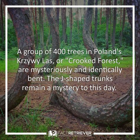 No one is sure why the trees in Poland's "Crooked Forest" have the same haunting bend   #trees #facts #poland #travel Forest Facts, Tree Unit, Crooked Forest, Tree Facts, Dark Tourism, Outdoor Education, Poland Travel, Science Nerd, Fact Of The Day