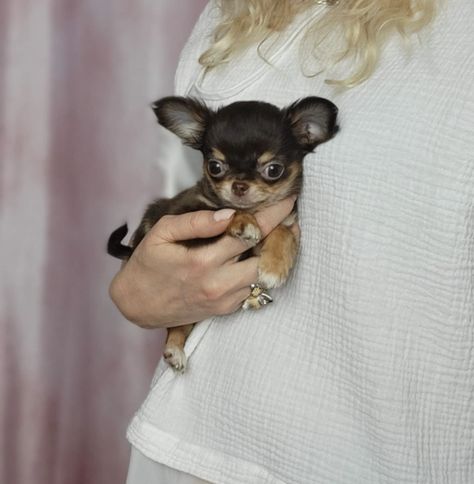 Apple Head Chihuahua Puppies Teacup & Mini Size in California Chihuahua Mini Toy, Cozy Cottage Interiors, Mini Chihuahua, Apple Head Chihuahua, Short Haired Chihuahua, Puppies Teacup, Teacup Chihuahua Puppies, Chihuahua Puppies For Sale, Apple Head