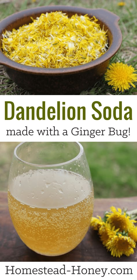 This dandelion soda recipe is naturally fermented with a ginger bug, giving it a distinctive flavor and natural fizz! Make in the spring when dandelions are abundant for an all-natural homemade soda. | Homestead Honey #fermentation #recipe #dandelion Ginger Bug, Homemade Soda, Foraging Recipes, Foraged Food, Fermentation Recipes, Soda Recipe, Fermented Drink, Dandelion Recipes, Wild Edibles