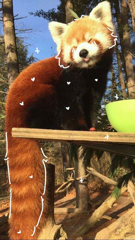 Red panda, cute, panda, adorable, therian, therianthropy, animals, animal Red Panda Cute, Dream Pet, Red Pandas, Pretty Animals, Cute Animals Images, Silly Animals, Fluffy Animals, Cute Wild Animals, Cute Animal Photos