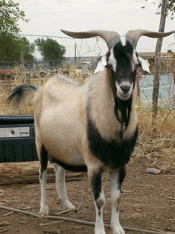 Kiko Goat Meat Goats, Kiko Goats, Types Of Goats, Goat Breeds, Alpine Goats, Female Goat, Raising Farm Animals, Boer Goats, Raising Goats