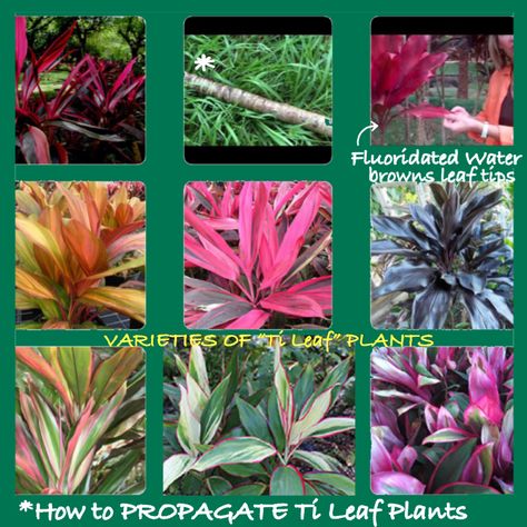 TI (tee, not drinking Tea) LEAF PLANTS, Advice on how to #remedy browned leaf tips, #propagate this plant & the varieties - I hear they have healing properties. | @epicgardening.com I was gifted a houseplant, & I have potted more & given as #ornamental potted plant gifts Hawaiian Ti Plant, Plant Advice, Cordyline Fruticosa, Ti Leaf, Ti Plant, Hawaiian Plants, Tropical Landscape Design, Tea Plant, Plants Outdoor