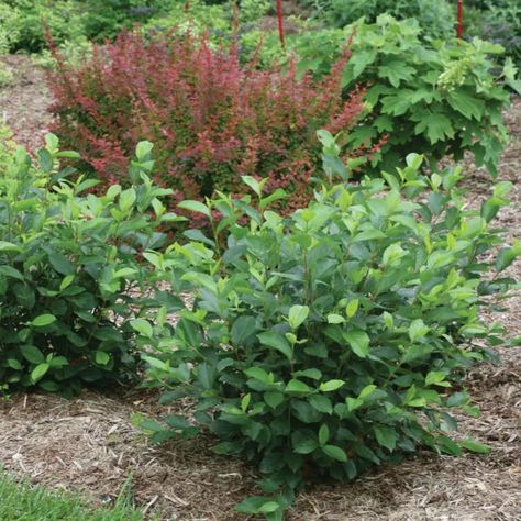 Aronia Melanocarpa, Plant Delivery, Garden Shrubs, White Plants, Edible Landscaping, Flowering Shrubs, Planting Bulbs, Trees And Shrubs, Types Of Plants