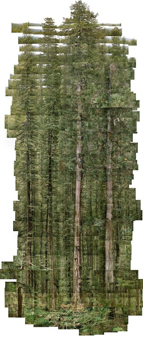 Photo Collages of the World's Most Magnificent Trees - My Modern Metropolis Hockney Joiners, Ravenala Madagascariensis, Collage Surreal, Humboldt Redwoods State Park, Coast Redwood, Heart Photo Collage, Creative Landscape, Modern Metropolis, Photo Collages