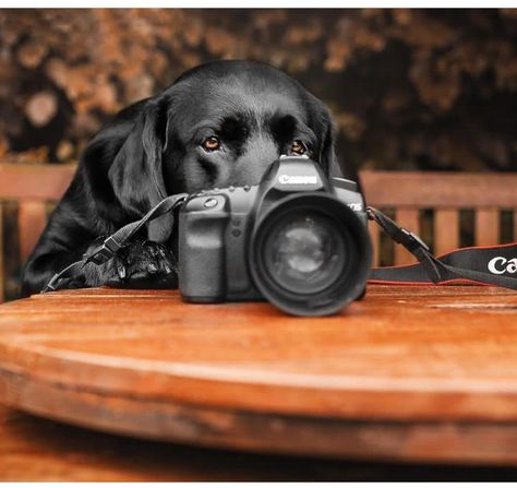 Dog Photography Poses, Puppy Pics, Photos With Dog, Dog Photoshoot, Labrador Retrievers, Pet Photography, Labrador Retriever Dog, Black Labrador, Black Lab