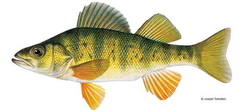 Perche jaune | Vermont Fish & Wildlife Department Michigan Fishing, Yellow Perch, Perch Fishing, Fish Drawings, Wildlife Habitat, Pure Michigan, Fish Painting, Reptiles And Amphibians, Painting Gift