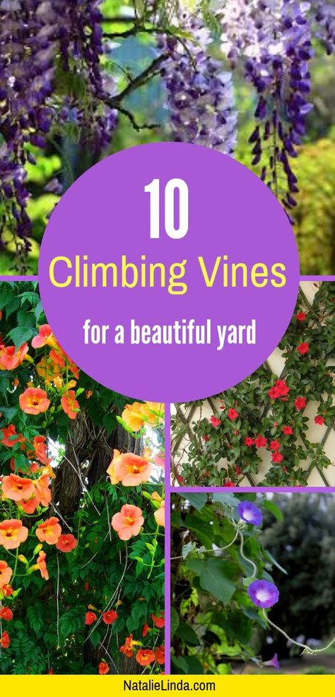 Climbing Plants Trellis, Vine Trellis, Climbing Flowers, Pinterest Garden, Garden Vines, Trellis Plants, Climbing Vines, Flowering Vines, Climbing Plants