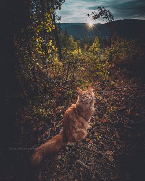 Fox Therian Aesthetic, Mainecoon Cat, Mainecoon Cat Aesthetic, Mainecoon Cat Reference, Cat In Nature Aesthetic, Cat Forest Aesthetic, Brown Mainecoons, Snowshoe Cat, Orange And White Mainecoon Cat