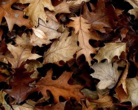 Fall Landscapes, Rabastan Lestrange, Fallen Leaves, Leaves Print, Autumn Leaf, Oak Leaves, Fine Art Photography Print, Yellow Leaves, Beige Aesthetic