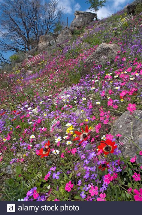 Download this stock image: Mediterranean wildflowers on a hillside. These include: calabrian soapwort flowers (Saponica calabrica, magenta), peacock anemone flowers (Anemone pav - 2ACCT8P from Alamy's library of millions of high resolution stock photos, illustrations and vectors. Edna St Vincent Millay, Anemone Flowers, Anemone Flower, Science Photos, St Vincent, Multiple Images, A Hill, Photo Library, Flower Field