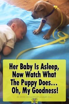 Puppies Videos, Boxer Dog Puppy, Cute Dog Quotes, Sleepy Puppy, Adorable Puppy, Cute Funny Dogs, Baby Puppies, Dog Training Tips, Dog Quotes