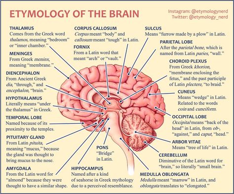 Brain Anatomy And Function, Parts Of The Brain, Learning Psychology, Psych Major, Brain Parts, Corpus Callosum, Psychology Notes, Psychology Studies, Basic Anatomy And Physiology