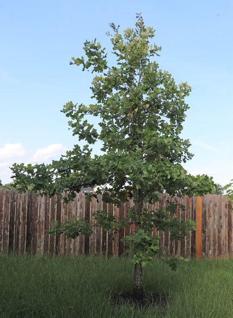 Post Oak tree - Southern Native Trees Post Oak Tree, Live Oak Trees With Spanish Moss, Big Oak Tree, Southern Live Oak Tree, Huge Oak Tree, Bamboo Poles, Oak Leaf, New Growth, Oak Tree