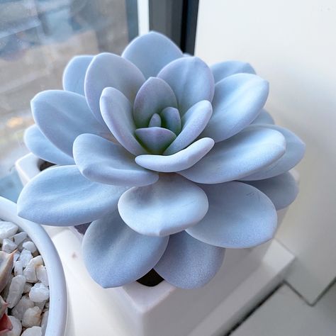 Echeveria Flower, Indoor Succulents, Blue Succulents, Succulent Garden Design, Succulent Garden Diy, Balcony Plants, Succulent Gardening, Succulents Indoor, Succulent Care