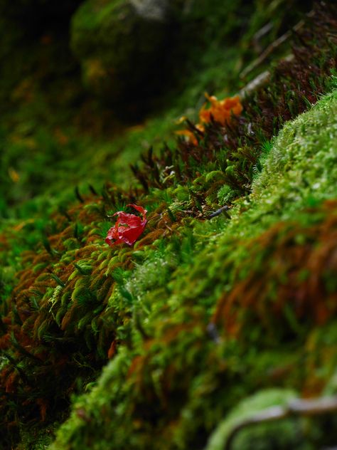 Saihoji Temple, Moss Temple, Moss Photography, Zen Buddhism, Moss Garden, The Temple, Photography Art, Buddhism, Travel Dreams