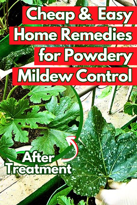 Powdery Mildew is a plant fungal disease shows up as a sudden emergence of white powdery spots on plant’s leaves, stems, and fruits. White spots appear on the underside of the leaves, quickly spreading. As it advances, spots get bigger until most of the plant is covered. Vine plants like zucchini, cucumber, squash, zucchini, cucumber, squash, grapes, melons, tomato, pepper and flowering plants like zinnias, roses, dahlias, chrysanthemum, and sunflowers are most likely to come under attack. Vine Plants, Zucchini Plants, Sunflower Leaves, Squash Plant, Squash Zucchini, Cucumber Plant, Plant Pests, Organic Remedy, Powdery Mildew