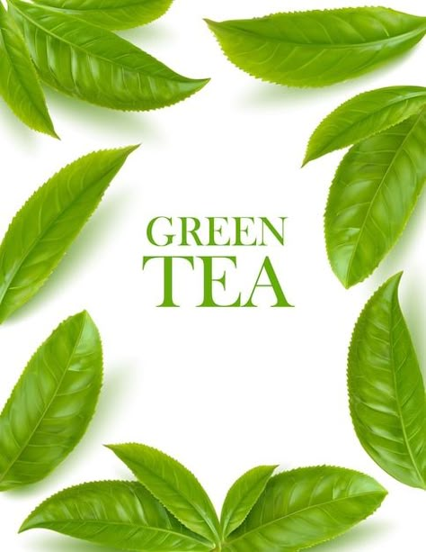 Green tea leaves herbal background, vect... | Premium Vector #Freepik #vector #tea-tree #tea-plant #tea-leaves #herbal Herbal Background, Herbal Logo, Herbal Leaves, Green Tea Leaves, Tea Logo, Tea Quotes, Tea Design, Leaves Vector, Leaf Background