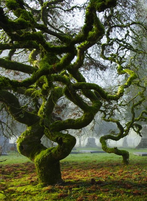 Moss covered trees Boom Kunst, Old Tree, Unique Trees, Airbrush Art, Nature Tree, Tree Forest, Land Art, Beautiful Tree, Arbor