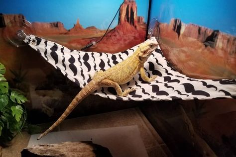 Learn how to make a bearded dragon hammock in our easy to follow guide. We lead you step by step making your hammock. [Supply Details] Diy Lizard Hammock, Crochet Bearded Dragon Hammock, Diy Bearded Dragon Hammock, Diy Bearded Dragon Decor, Hammock Chair Stand Diy, Bearded Dragon Hammock, Hammock Diy, Reptile Hammock, Dragon Terrarium