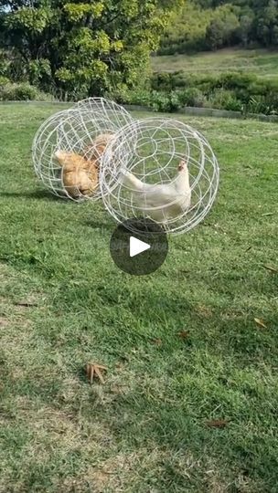 Moving Chicken Coop, Florida Farm, Chicken Cages, Chicken Coop, Coop, Florida, Audio, Chicken