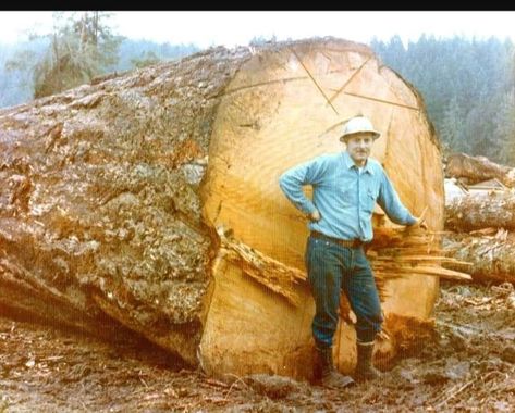 Huge Tree, Logging Industry, Manly Stuff, Logging Equipment, Giant Tree, Easy Wood Projects, Woodworking Supplies, Old Trees, Diy Holz