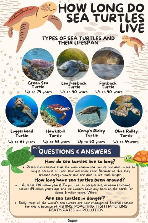 Sea turtles are exceptionally hard to track, but what we do know is that they live exceptionally long lives. Check out Outforia's latest article and learn how long do sea turtles live and the factors affecting their life spans. Types Of Sea Turtles, Sea Turtle Facts, Biology Jobs, Oceanography Marine Biology, Sea Turtle Species, Animal Infographic, Sea Turtle Pictures, Biology Major, Loggerhead Sea Turtle