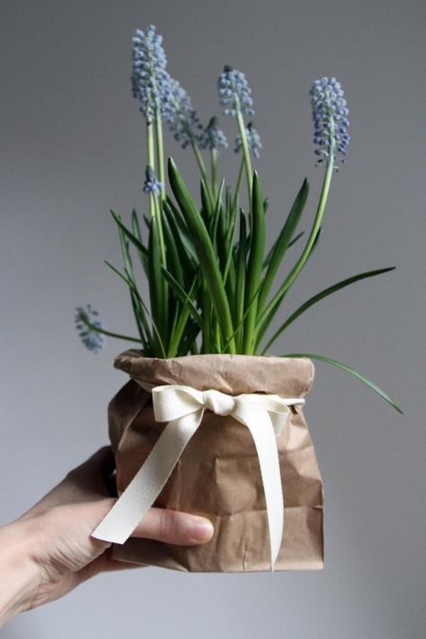 dressing up a plastic pot with a brown paper bag, gardenista Outdoor Wedding Centerpieces, Christmas Plants Gifts, Gloves Diy, Paper Bag Crafts, Fleurs Diy, Christmas Plants, Plant Projects, Presentation Ideas, Diy Holiday Gifts