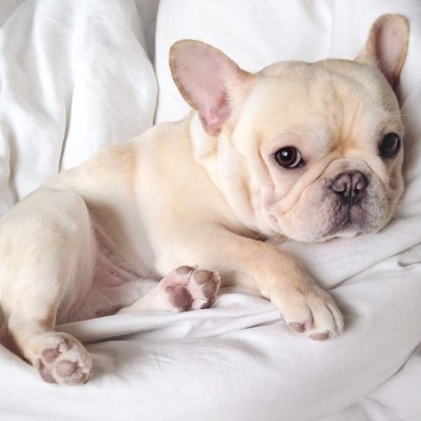 Cream French Bulldog Puppy.                                                                                                                                                                                 More Cream French Bulldog, Dog Aggression, French Bulldog Facts, Cute French Bulldog, Pug Puppies, French Bulldog Puppy, French Bulldog Puppies, French Bulldogs, Welsh Corgi