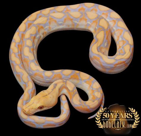 Purple albino reticulated python, 2024 male Reticulated Python, Reptiles And Amphibians, Amphibians, Python, Reptiles, Purple, Quick Saves