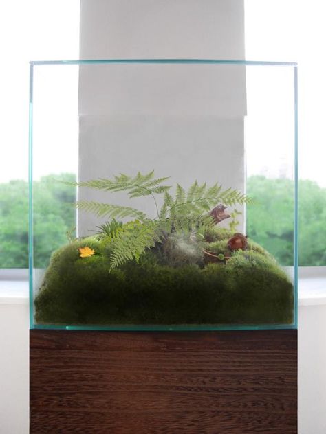 Beautiful Modern Terrariums | HGTV Terrarium Design, Rabbit Foot Fern, Modern Terrarium, Moss Terrarium, Bottle Garden, Garden Terrarium, Terrarium Diy, Woodland Forest, Terrarium Plants