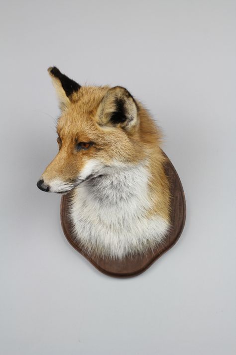 Taxidermy Red Fox Head http://www.intothefoxden.com/product/taxidermy-red-fox-head-vulpes-vulpes-3 Fox Taxidermy Mount, Mounted Animal Heads Decor, Creative Taxidermy, Fox Taxidermy, Taxidermy Fox, Animal Head Decor, Butterfly Museum, Taxidermy Decor, Animal Taxidermy