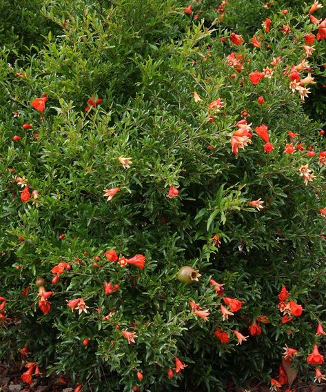 Ninebark Shrub, Foundation Plants, Fruit Shrub, Photoshop Landscape, Small Urban Garden, Smooth Hydrangea, Plant Varieties, Small Shrubs, Mountain Laurel