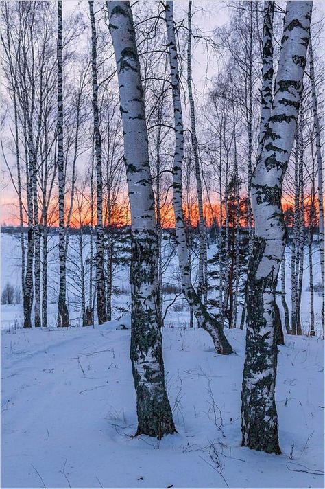 Winter Forest Photography, I Will Not Lose, 자작나무 그림, Not Going Out, Winter Landscape Photography, Forest Sunset, Boreal Forest, Landscape Photography Nature, Aspen Trees