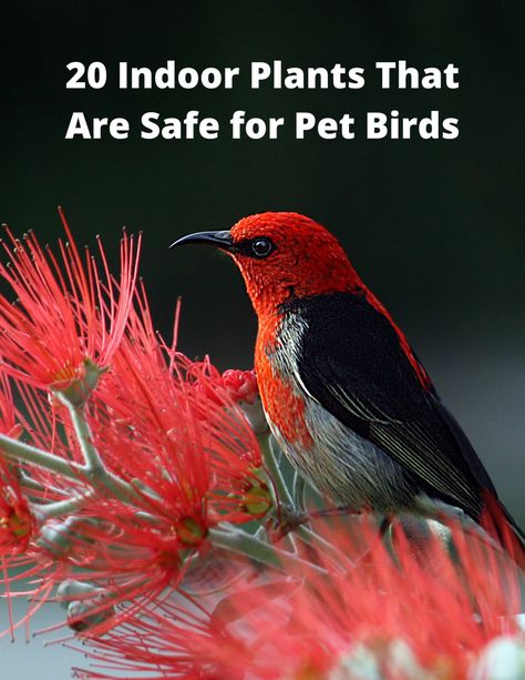 20 Indoor Plants That Are Safe for Pet Birds - HubPages Bird Safe House Plants, Bird Safe Plants, Indoor Bird Room Ideas, Bird Room Ideas, Safe House Plants, Indian Ringneck, Pet Bird Cage, Nerve Plant, Cat Repellant