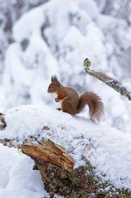 rendez-vous  de l´écureuil et la  mésange paysage hiver enneigé (squirrel bird winter landscape snow) Regnul Animal, Winter Szenen, A Squirrel, Red Squirrel, Winter Animals, Airbrush Art, Winter Scenery, Snow Scenes, Winter Pictures