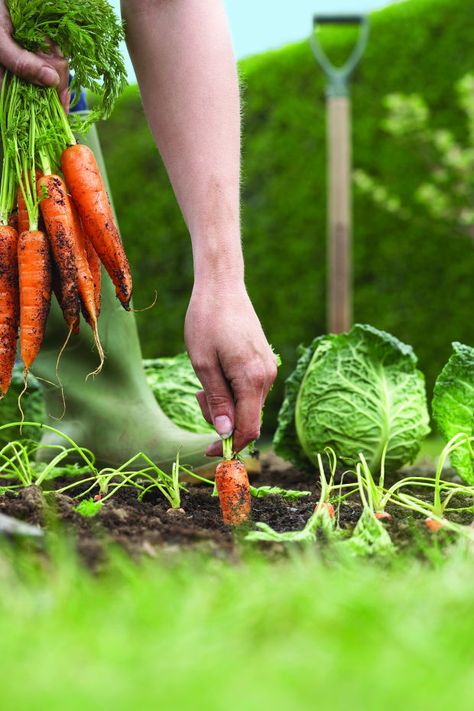 Home grown veggies are the best. When To Harvest Carrots, Food Shoot, Carrot Vegetable, Biennial Plants, Backyard Vegetable Gardens, Carrot Seeds, Garden Wallpaper, Food Painting, Organic Gardening Tips