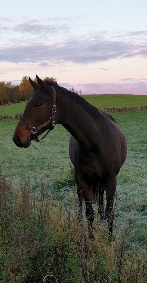 Bay English Thoroughbred, Bay Mare Horse, Seal Brown Bay Horse, Bay Thoroughbred Horse, Dark Brown Horse Aesthetic, Seal Brown Horse, Brown Horse Photography, Brown Horse Aesthetic, Seal Bay Horse