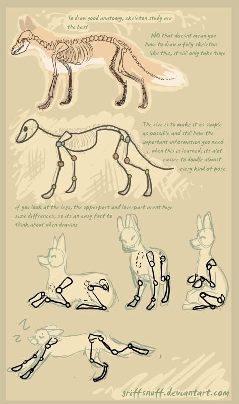 fox doodle tutorial by griffsnuff Fox Anatomy Drawing Study, Scary Fox Drawing, Fox Anotamy, Fox Tutorial Drawing, Drawing Fox Sketches, Animal Tutorial Drawing, How To Draw Foxes, Coyote Reference, Fox Drawing Tutorial